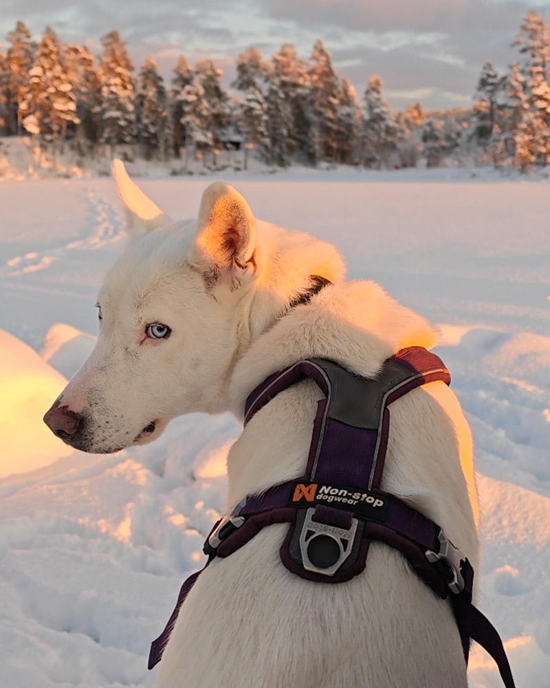 Husky Isbjørn in Pasvik cabin