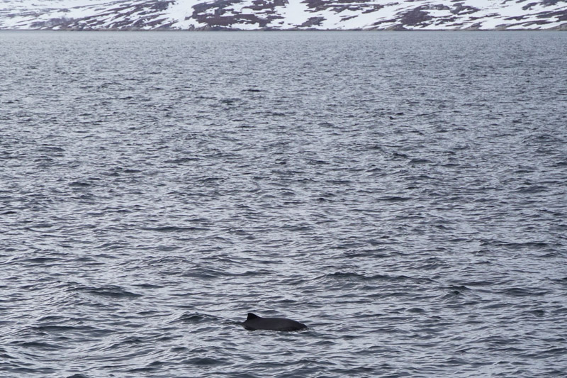 Spotting whales at torpedo battery