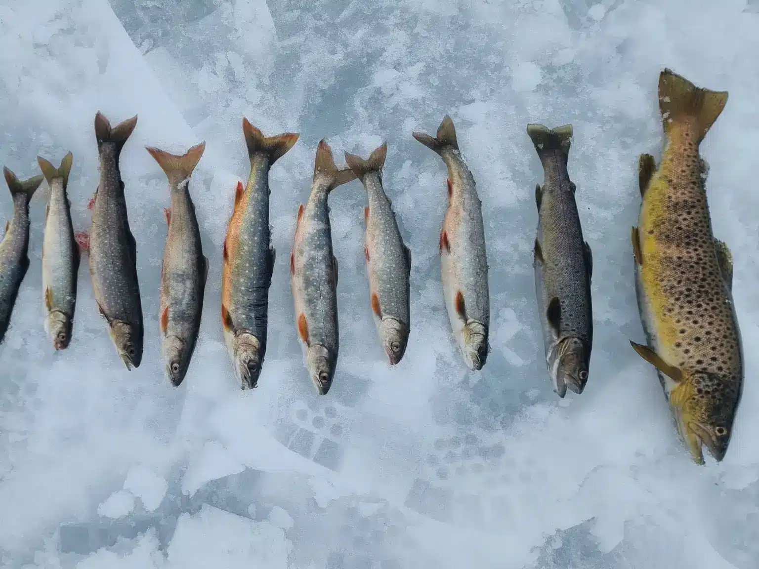 Freshly caught Arctic char and trout laid out on ice during an ice fishing trip in Northern Norway.