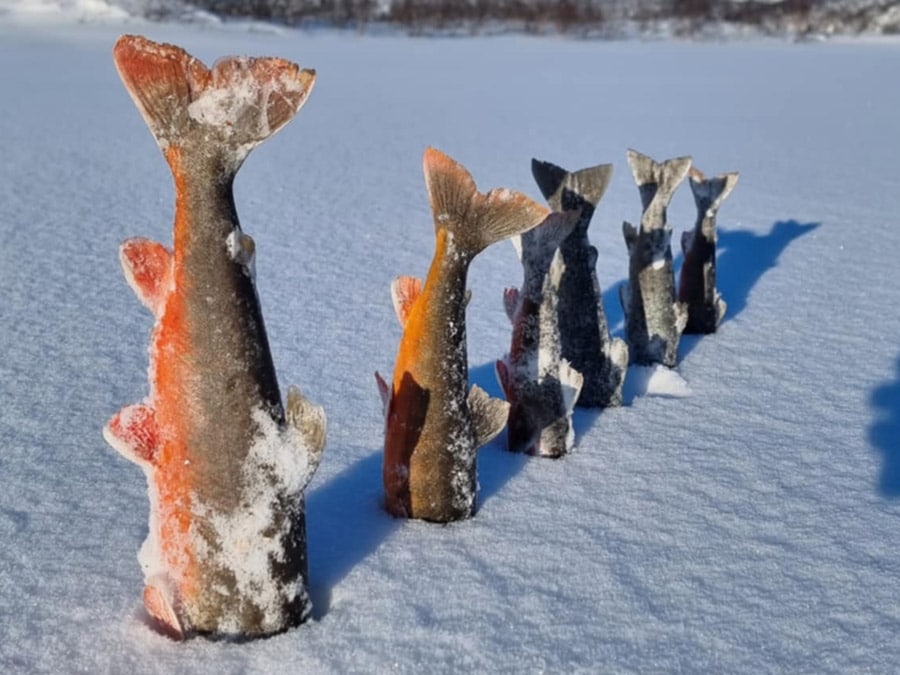 Freshly caught fish stuck in the ice after successful ice fishing trip in Arctic Norway