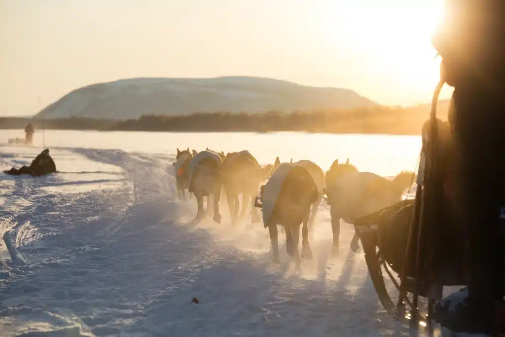 Dog sledding on a sunny winter day on a frozen lake near Kirkenes
