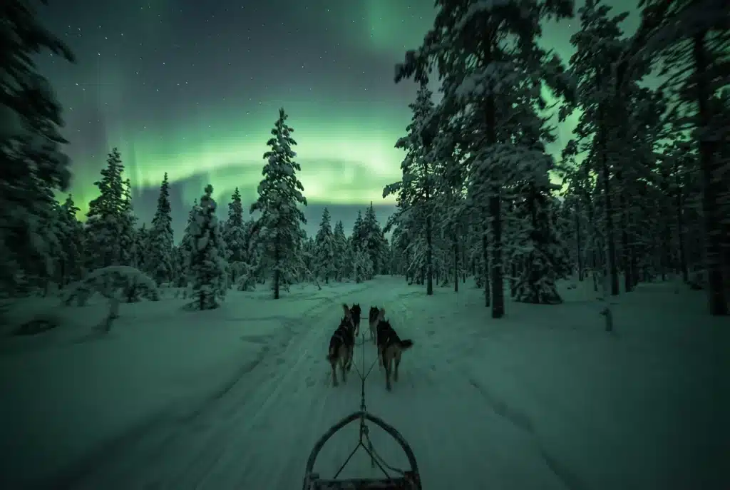Dog sledding under the northern lights in forest