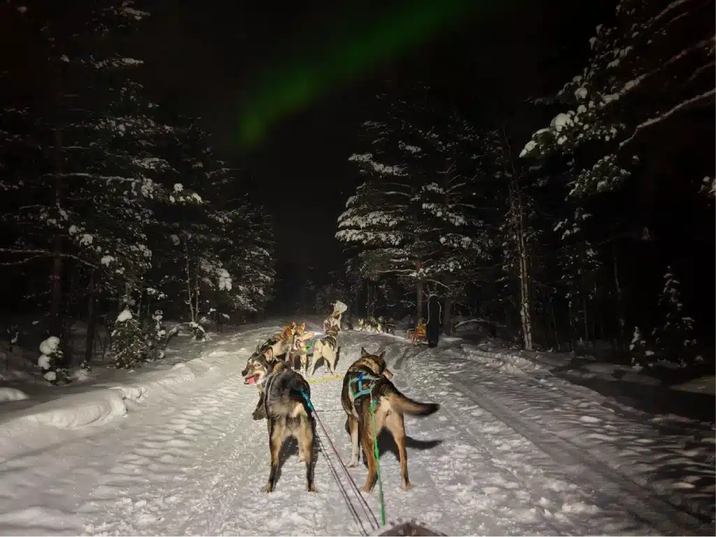 Hundeschlittenfahrt durch einen verschneiten Wald bei Nacht unter den Nordlichtern in der Nähe von Kirkenes in Nordnorwegen.