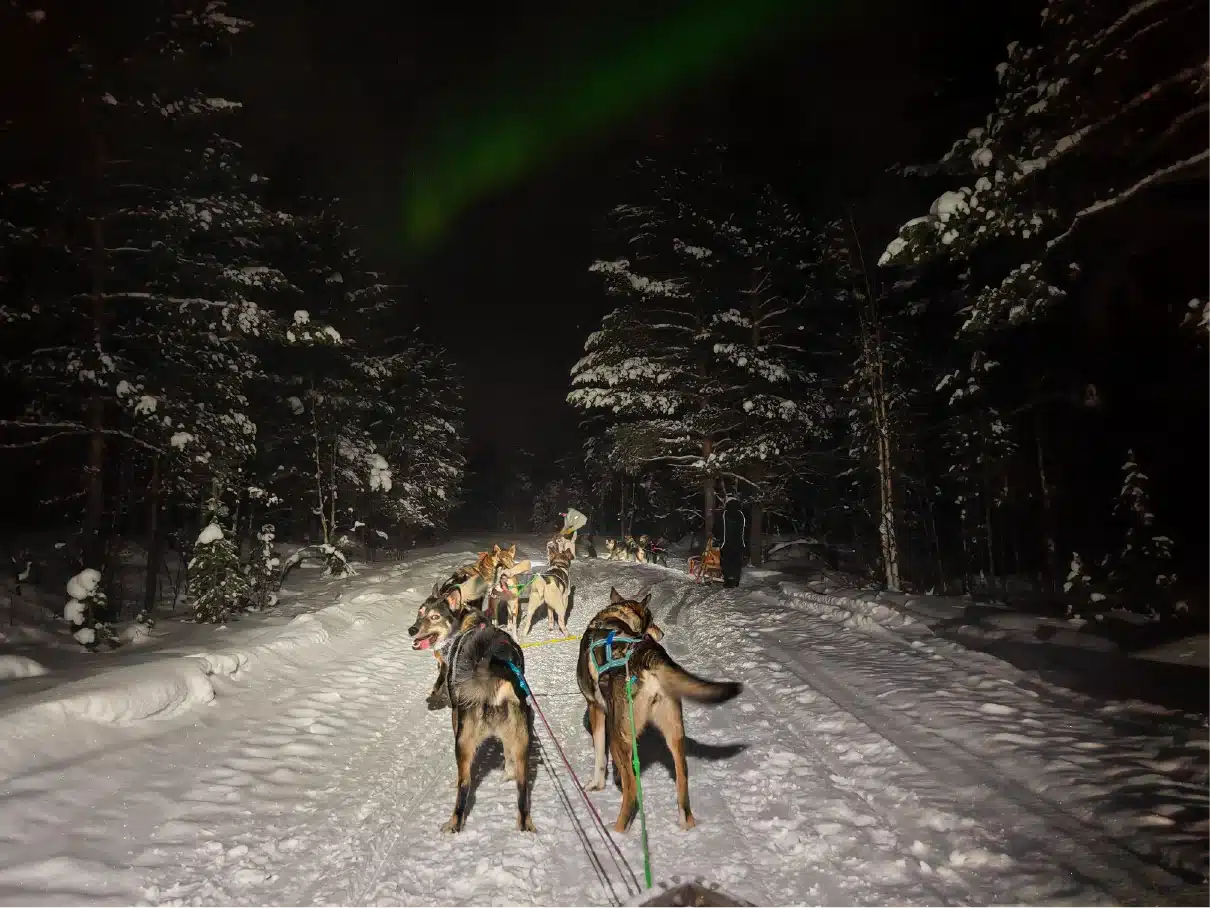 Dog sledding through a snowy forest at night under the Northern Lights near Kirkenes in Northern Norway.