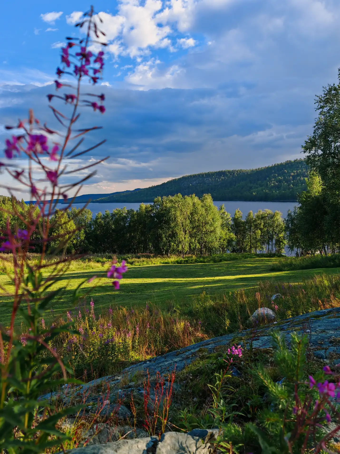 Sommerlandschaft an der Namdalen Wilderness Lodge in Pasvik bei Kirkenes mit See, Wald und Wildblumen im Vordergrund im sanften Abendlicht