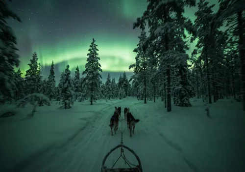 Hundeschlittenfahrt unter dem Nordlicht im Wald