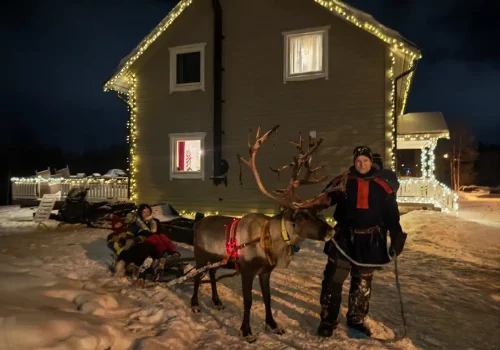 Rentiere stehen vor einem Familienhaus während eines Rentiererlebnisses im Arktischen Norwegen im Winter