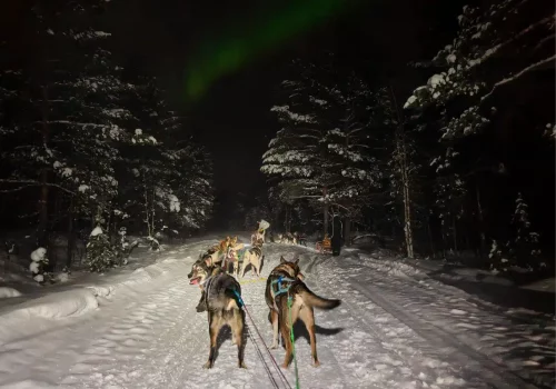 Hundeschlittenfahrt durch einen verschneiten Wald bei Nacht unter den Nordlichtern in der Nähe von Kirkenes in Nordnorwegen.
